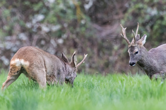 Combat de chevreuils
