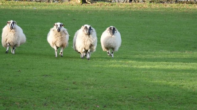 shot of sheep herding in Jerpoint park in Ireland