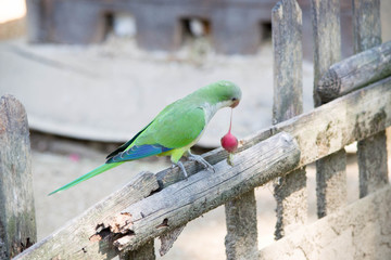 pappagallo 2
