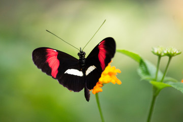 farfalla