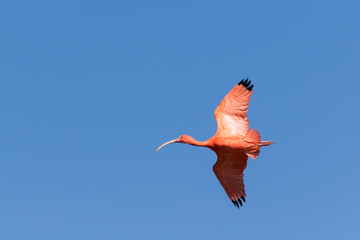 Ibis rouge en vol
