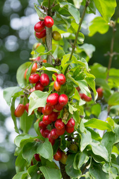 Cluster of red and orange dogberries among leaves on a dogwood tree