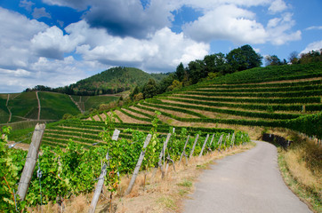 Weinberge oberhalb von Ortenberg