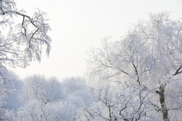 Fototapeta na wymiar Trees covered with snow and hoarfrost in the central park of St. Petersburg