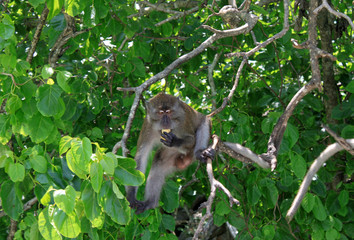 A monkey on a tree eats a tropical fruit Kumquat.