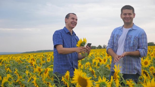 two farmers men business photographing on a smartphone explore walking examining crop of sunflowers in field slow motion vide. man Wheat Field summer field with yellow sunflowers. slow motion video