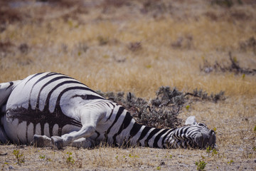 Obraz na płótnie Canvas Etosha National Park