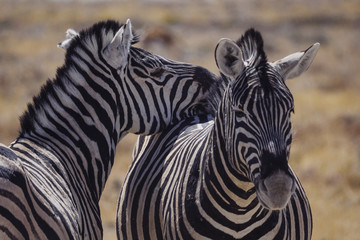 Fototapeta na wymiar Etosha National Park