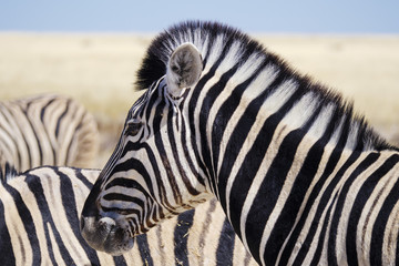 Fototapeta na wymiar Etosha National Park