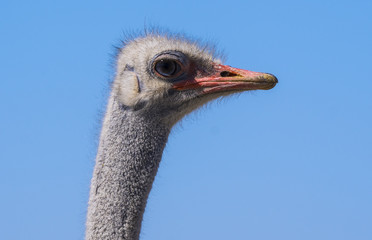 Etosha National Park