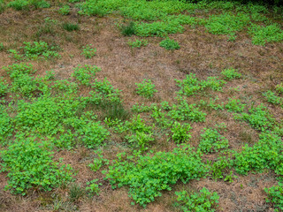 Unkempt garden yard with crab grass and clover weeds © Christian Delbert