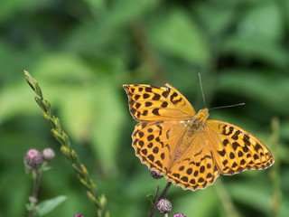 The silver-washed fritillary butterfly (Argynnis paphia)