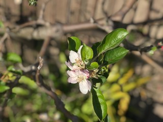 single apple blossom