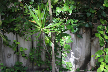 green iguana in the garden, texture of a reptile