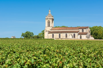 Fototapeta na wymiar Vignes du village de Margaux dans le Médoc (France)