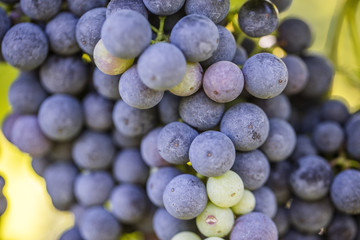 fresh blue grapes in green vineyard