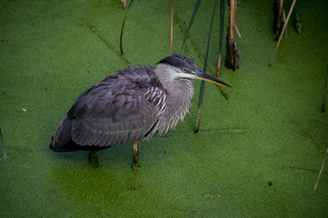 Heron