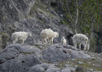 Obraz na płótnie Canvas Young Mountain Goat Rams Vie for Dominance, Glacier Bay, Alaska
