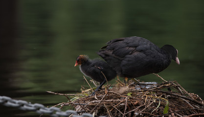 Conflict