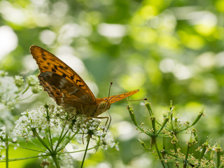 The silver-washed fritillary butterfly (Argynnis paphia)