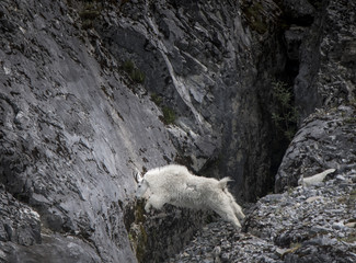 Obraz na płótnie Canvas Mountain Goat Leaping Across Chasm