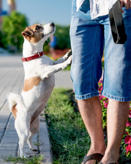 A small curious dog jack russell terrier looks or asks for something owner or person, standing on its hind legs outside at summer sunny day