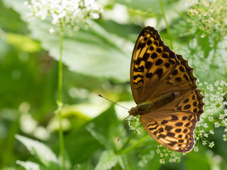 The silver-washed fritillary butterfly (Argynnis paphia), female