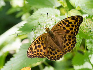 The silver-washed fritillary butterfly (Argynnis paphia), female