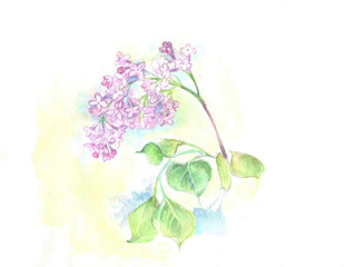 a watercolor painting of a blossoming branch of lilac