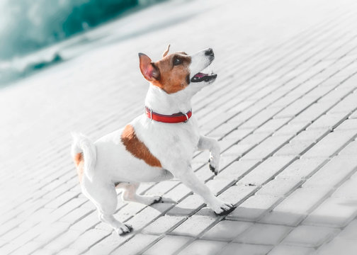 A Small Dog Jack Russell Terrier In Red Collar Running, Jumping, Playing And Barking On Gray Sidewalk Tile At Sunny Summer Day