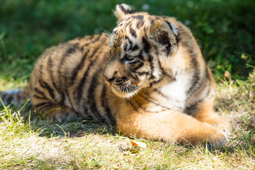 Little cub tiger in the wild on the grass cute and funny