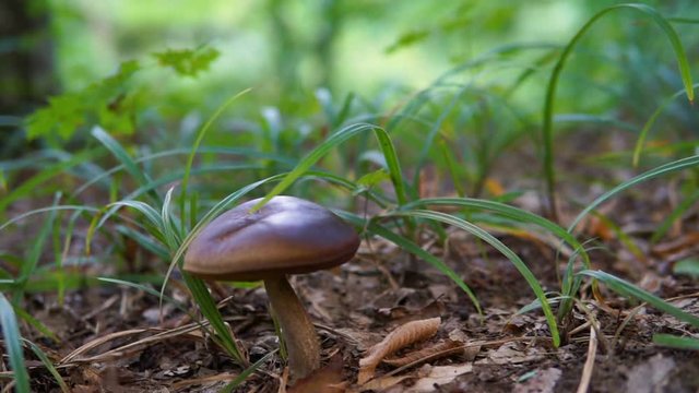 Brown mushroom in the forest, close up dolly shot.
