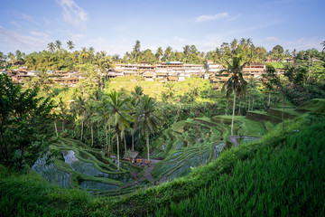 Tegalalang rice fields, Ubud, Bali