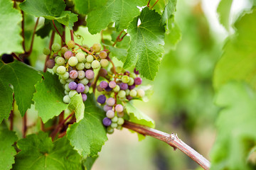 Unripe blue grapes in the vineyard