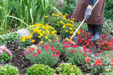 Woman cares about  flowers in the flower garden,  horticulture and the flower planting concept