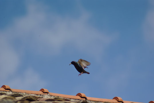 Atterraggio della cornacchia