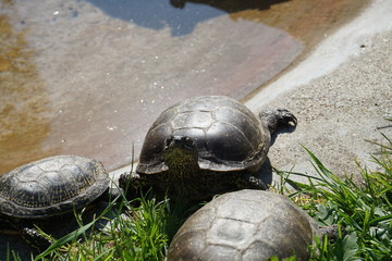 Schildkröte