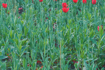 Flowerbed with beautiful red tulips in the Park.