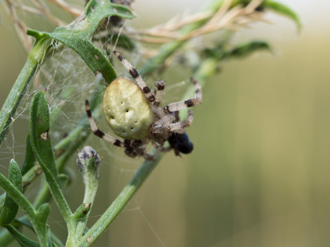 Araneus quadratus spider with his pray on green plant