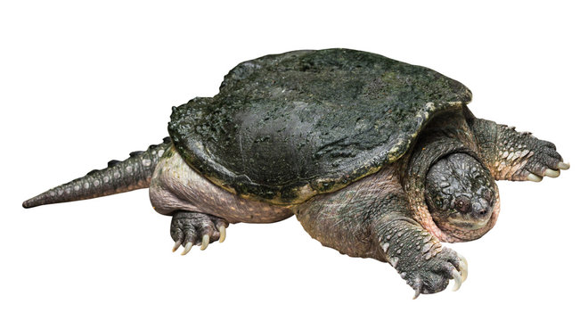 Snapping turtle ( Chelydra serpentina ) is creeping and raise one's head on white isolated background . Side view