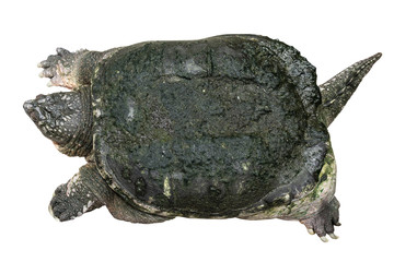 Naklejka premium Snapping turtle ( Chelydra serpentina ) is creeping and raise one's head on white isolated background . Top view