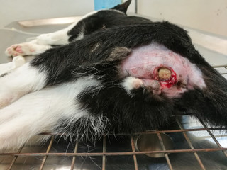 Fistula in ano ( Anal tract infection . Anal fistula . Abscess ) at bottom of domestic cat on operating table in veterinary clinic . Yellow debris tissue near anus area . Prepare for debridement