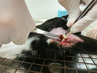 Fistula in ano ( Anal tract infection . Anal fistula . Abscess ) at bottom of domestic cat on...