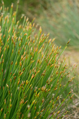 Closeup of Deergrass (Trichophorum cespitosum) in the Bog “Grosses Torfhausmoor”, National Park of the Harz Mountains, Germany