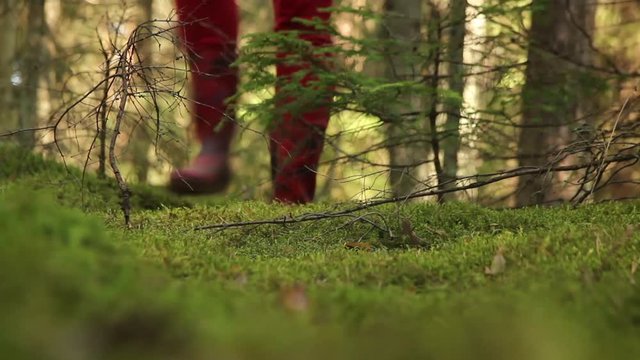 The mushroom picker goes through the forest with red rubber boots