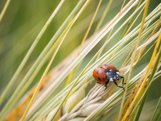 The seven-spot ladybird (Coccinella septempunctata)