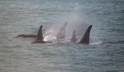 Obraz premium Rodzina Orca, Icy Strait, Glacier Bay, Alaska