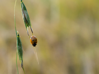 The seven-spot ladybird (Coccinella septempunctata)