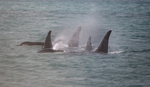 Orca Family, Icy Strait, Glacier Bay, Alaska