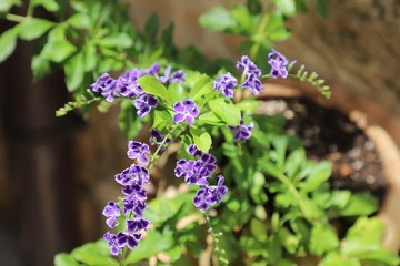 fiore